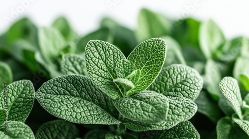 lambrs ear plant png isolated on transparent background a close up view of the fuzzy and silvery green leaves of stachys byzantina photo