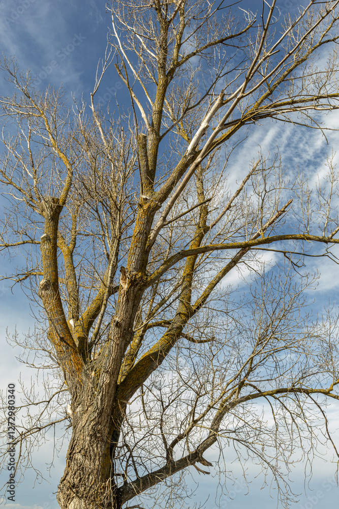 Trunk and branches of an old poplar in winter without leaves. Populus.