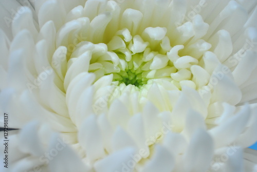 菊　白菊　静物　クローズアップ