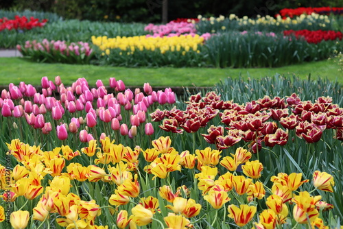 Photography Flower beds full of brightly coloured tulips in a park in spring