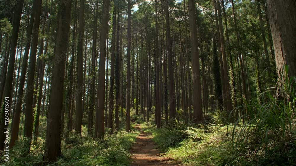 Looking Up at the Canopy - A stunning low-angle view of tall Japanese cedar trees reaching toward the sky, capturing the beauty of nature Looking Up at the Canopy - A stunning low-angle view of tall Japanese cedar trees reaching toward the sky, capturing the beauty of nature