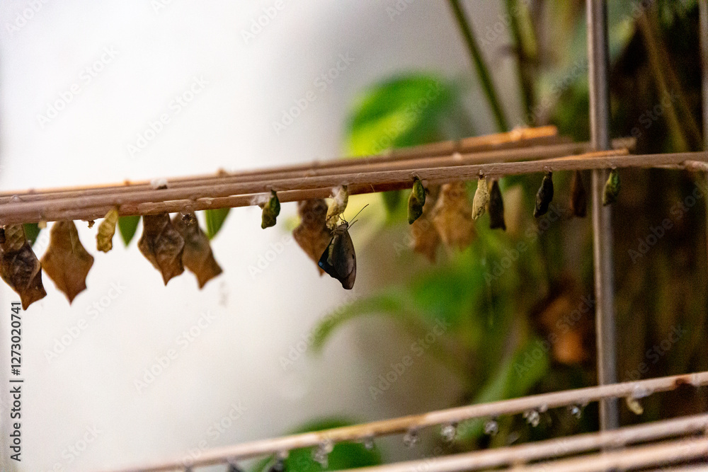 Chrysalis of butterfly in the House of butterflies, Vienna