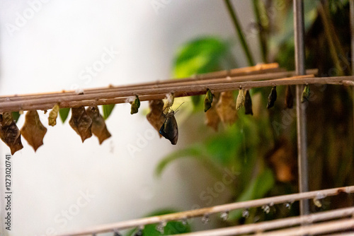 Obraz na płótnie Chrysalis of butterfly in the House of butterflies, Vienna w salonie