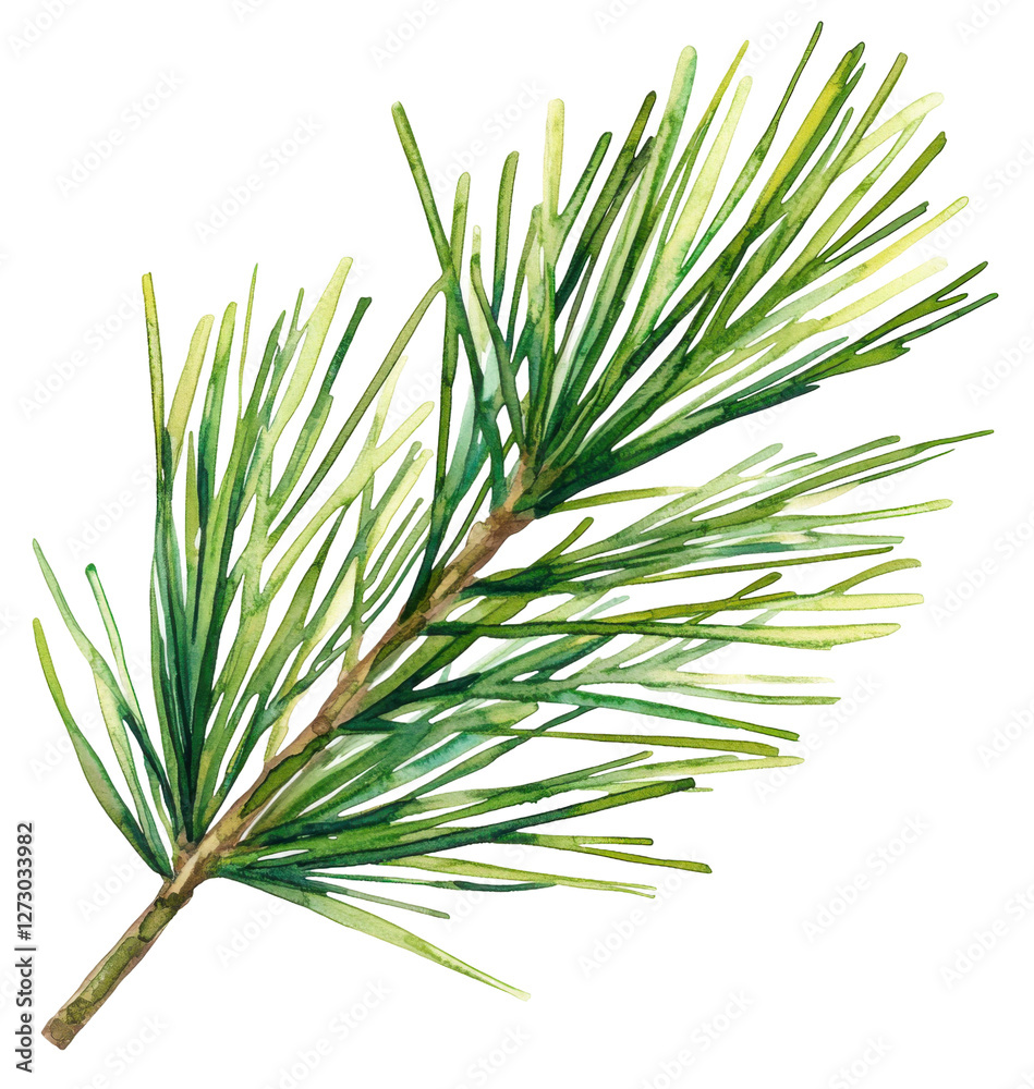 Watercolor pine branch natural environment artistic background botanical concept Watercolor pine branch natural environment artistic background botanical concept