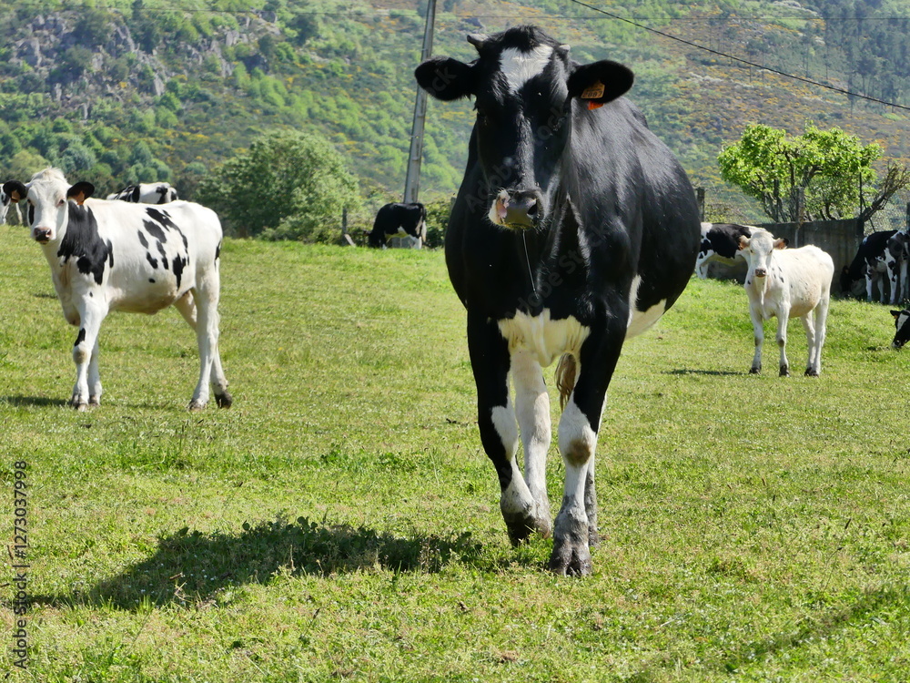 Troupeau de vaches dans une grande prairie Troupeau de vaches dans une grande prairie