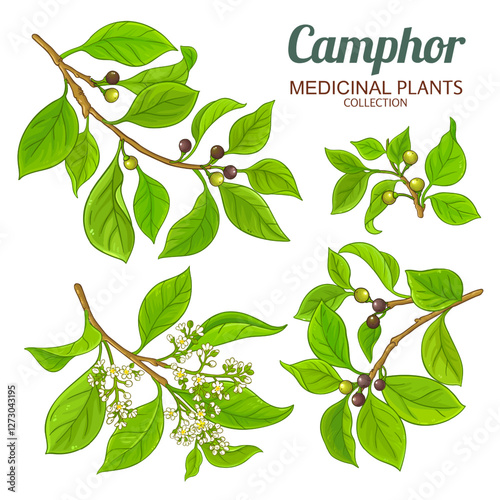 Camphor Branch with Flowers, Berries and Leaves Colored Illustration. Essential oil ingredient for aromatherapy, health care, alternative medicine.