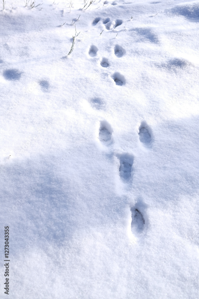Trace of a hare