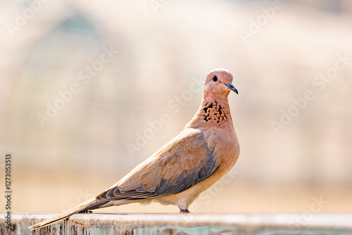 laughing dove, Spilopelia senegalensis, small pigeon close up, pink color bird photo