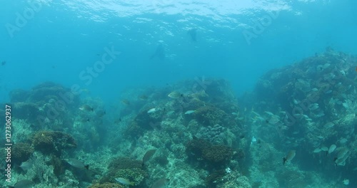 Wallpaper Mural The Reefs of the Sea of Cortez: A Vibrant Underwater World Torontodigital.ca