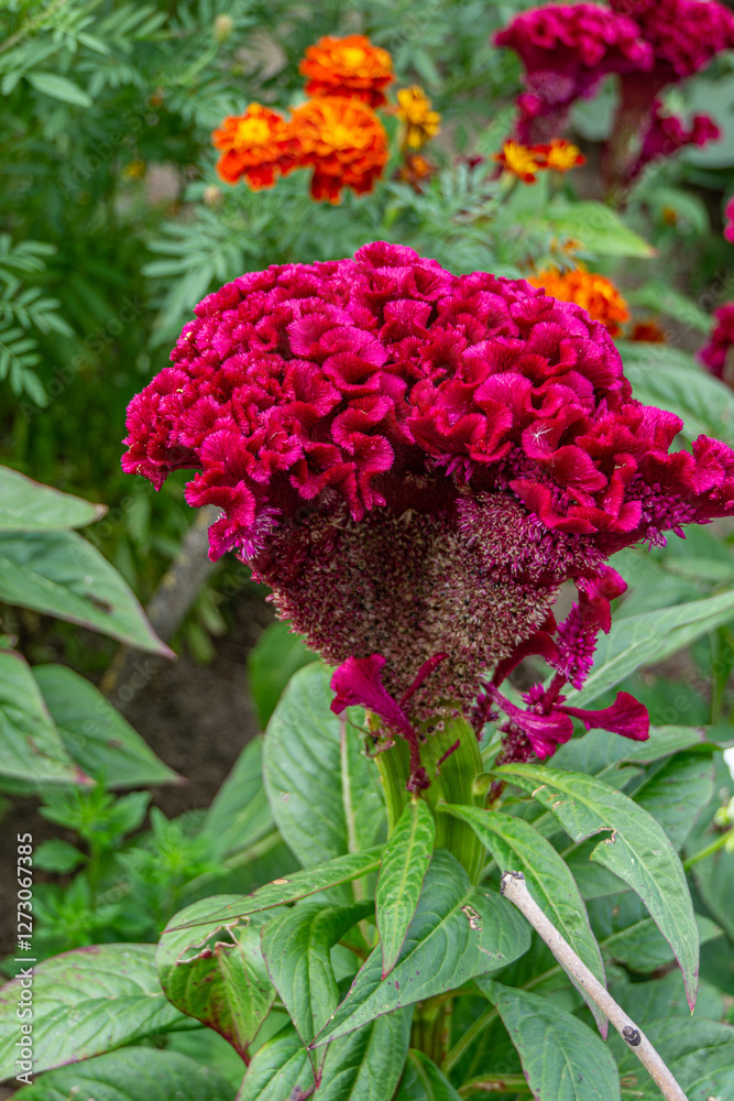 Macro photo of the unique Celosia Cristata flower. Ideal for botanical enthusiasts and garden-themed designs, the close-up view highlights the beauty and complexity of this captivating flower species. Macro photo of the unique Celosia Cristata flower. Ideal for botanical enthusiasts and garden-themed designs, the close-up view highlights the beauty and complexity of this captivating flower species.