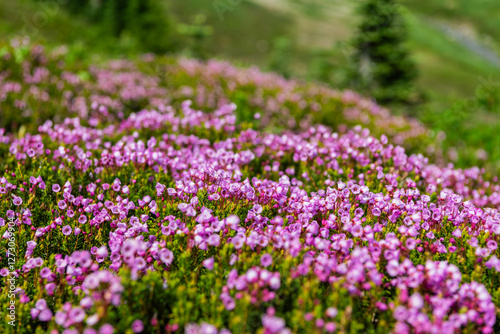 Pink mountain heather meadow flower. Meadow with wildflower of mountain heather flower in nature. Summer nature. Flowering plant. Flower of phyllodoce plant. Mountain heather blossom.