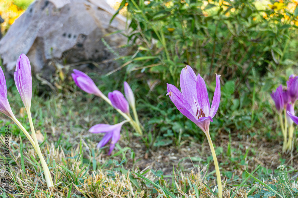 Close up photo of vibrant purple autumn crocuses, showcasing the beauty and elegance of these delicate blooms. Ideal for floral enthusiasts and seasonal projects, greeting cards and posters. Close up photo of vibrant purple autumn crocuses, showcasing the beauty and elegance of these delicate blooms. Ideal for floral enthusiasts and seasonal projects, greeting cards and posters.