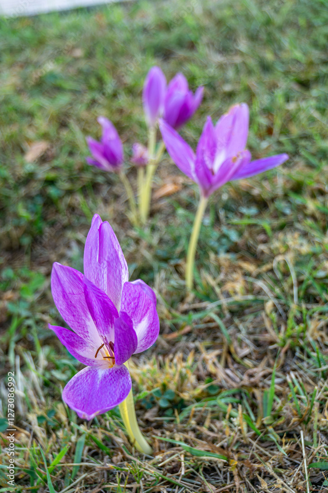 Close up photo of vibrant purple autumn crocuses, showcasing the beauty and elegance of these delicate blooms. Ideal for floral enthusiasts and seasonal projects, greeting cards and posters. Close up photo of vibrant purple autumn crocuses, showcasing the beauty and elegance of these delicate blooms. Ideal for floral enthusiasts and seasonal projects, greeting cards and posters.