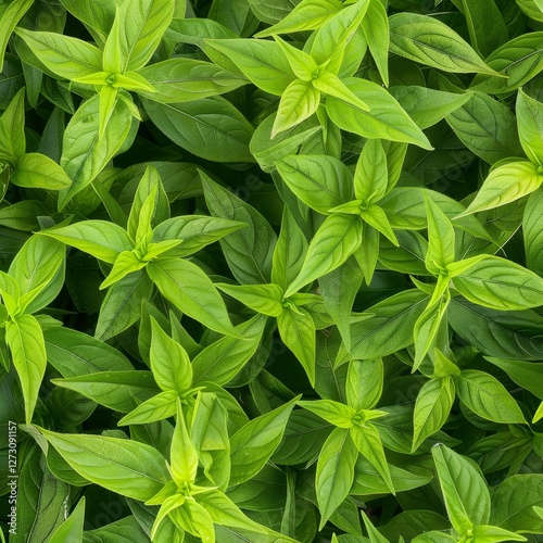 Many fresh lemon verbena leaves texture background, fragrant spices pattern, Aloysia citrodora