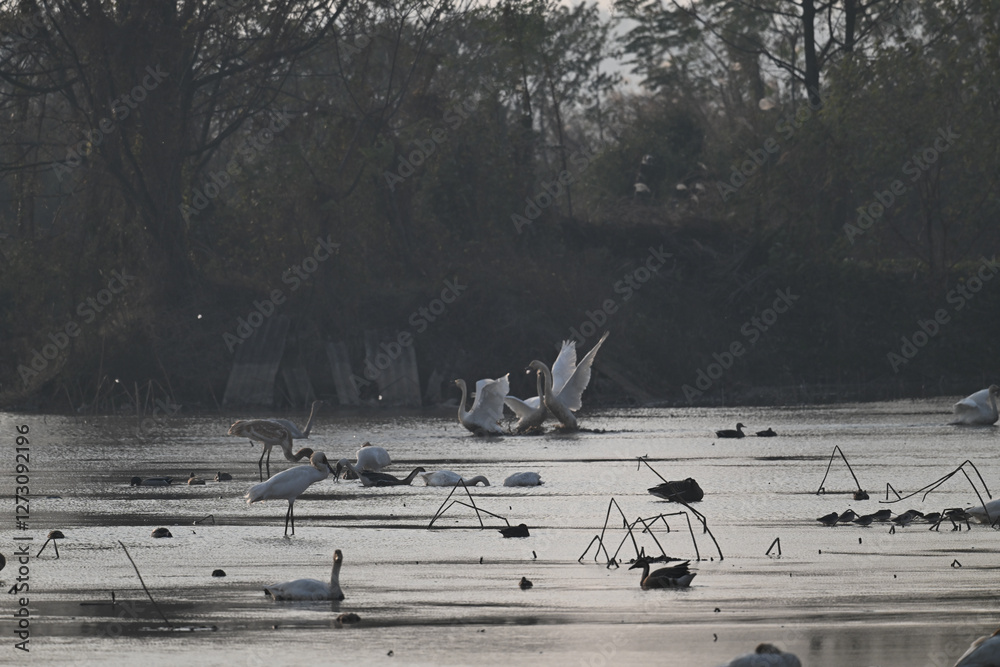 Obraz premium seagulls on the pier