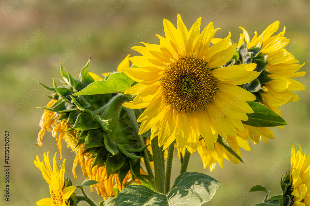 Obraz premium Close-up photo of a wild sunflower in a field, showcasing the vibrant petals and intricate details. Ideal for nature lovers and botanical enthusiasts. Bright yellow sunflower blooms in the field