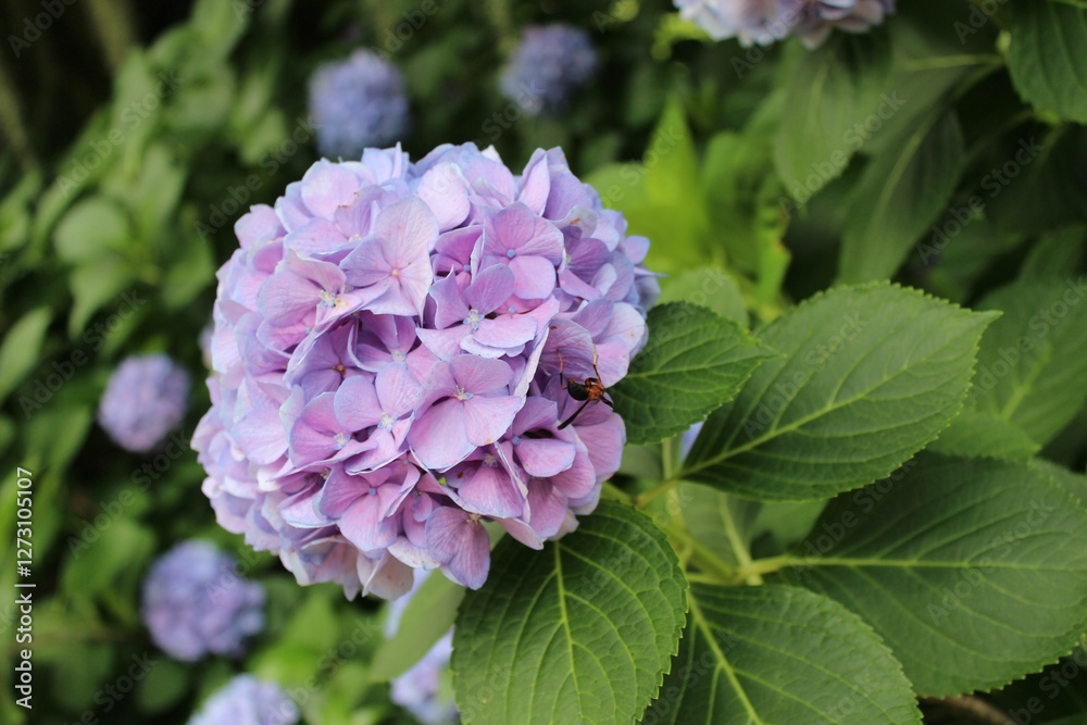 Vibrant purple hydrangea flower in bloom. Vibrant purple hydrangea flower in bloom.