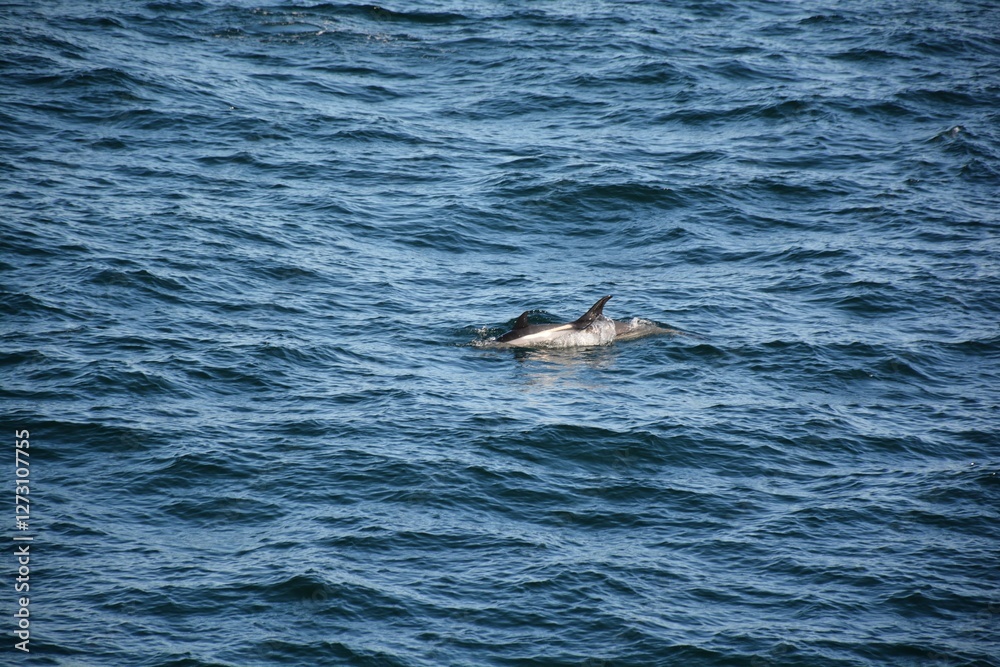 Naklejka premium Dolphin in the ocean