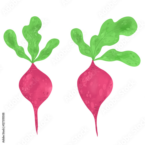 Raster illustration of a pink radish on a white background. Modern fashion illustration for cafes, restaurants, menus, fabrics, websites