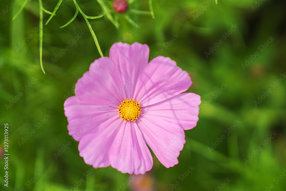 Fototapeta premium In the spring of southern China, the Gesang flowers in the garden bloomed on February 22, 2025