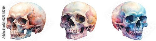 Watercolor skull illustration, artistic style, vibrant colors, anatomical detail, creative design, medical art, educational purpose.