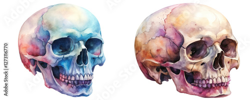 Watercolor skull illustration, realistic anatomy, vibrant colors, artistic style, educational purpose, medical art, creative design.