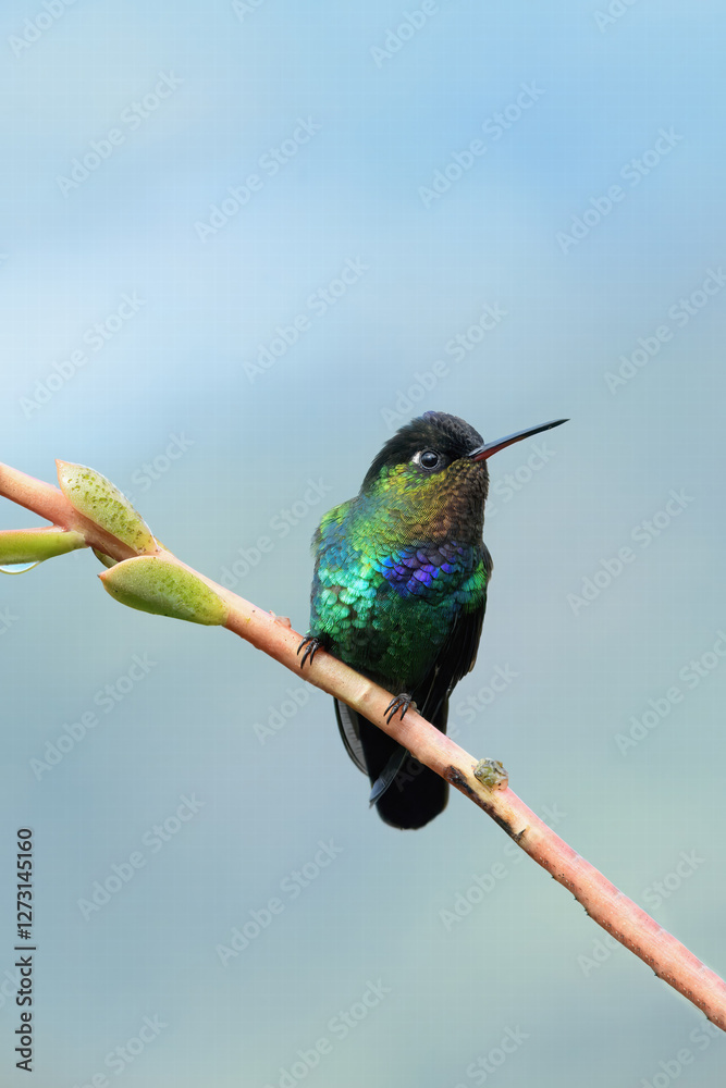 Fototapeta premium Fiery-throated Hummingbird (Panterpe insignis) on a branch, Costa Rica
