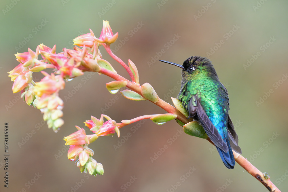 Fototapeta premium Fiery-throated Hummingbird (Panterpe insignis) on a branch, Costa Rica