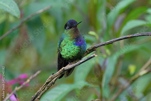 Fiery-throated Hummingbird (Panterpe insignis) on a branch, Costa Rica photo