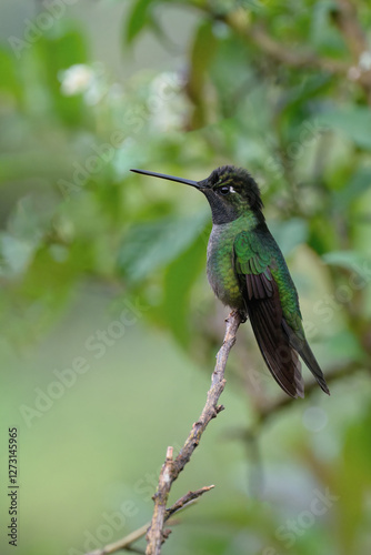 Obraz na płótnie Talamanca hummingbird or admirable hummingbird (Eugenes spectabilis) on a branch, Costa Rica w salonie