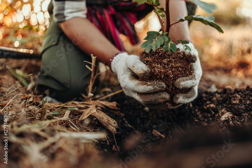 A gardener is planting a tree in the ground in the garden.