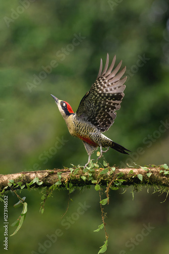 Male Black-cheeked Woodpecker (Melanerpes pucherani) taking off from a branch, Costa Rica photo