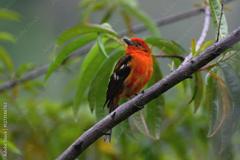 Male Flame-colored Tanager (Piranga bidentata) on a Branch, Costa Rica Male Flame-colored Tanager (Piranga bidentata) on a Branch, Costa Rica