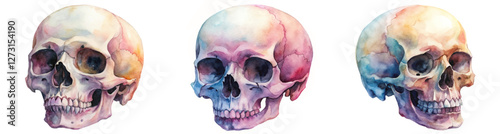 Watercolor skull illustrations, artistic anatomy study, colorful skull designs, vibrant art style, educational reference images.