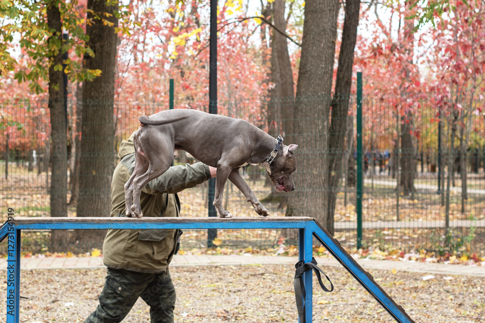 custom made wallpaper toronto digitalTraining and teaching a dog to walk on a boom on the dog playground