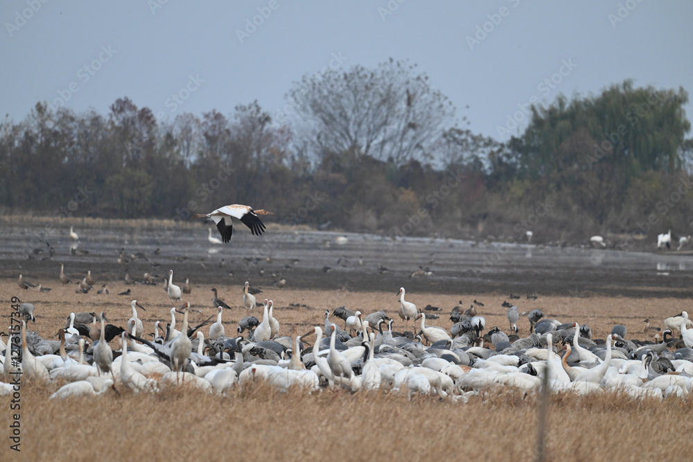 flock of seagulls flock of seagulls
