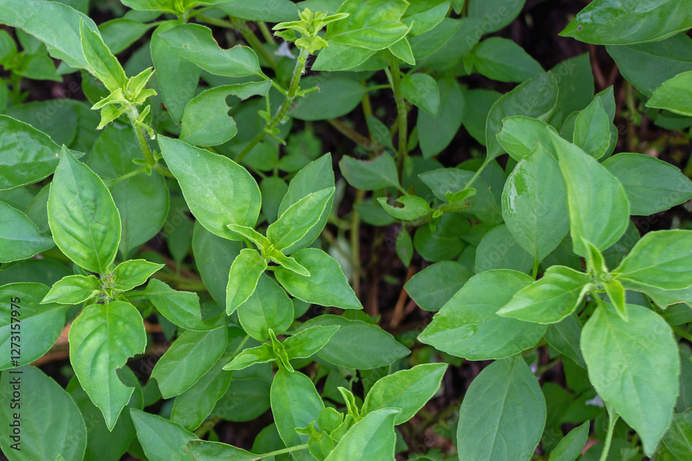 Ocimum Basilicum – Fresh Green Basil Plant with Small Flowers for Culinary and Herbal Use Ocimum Basilicum – Fresh Green Basil Plant with Small Flowers for Culinary and Herbal Use