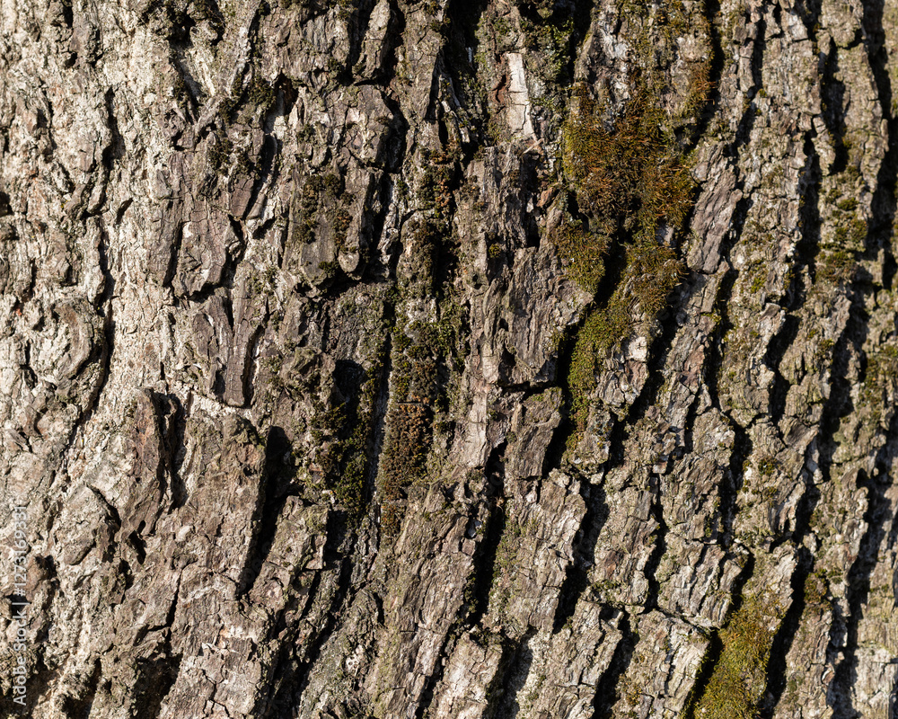 The texture of the bark of a walnut tree, close-up. Tree trunk background, textured image. A healthy stem. Lumber, forestry. The texture of the bark of a walnut tree, close-up. Tree trunk background, textured image. A healthy stem. Lumber, forestry.