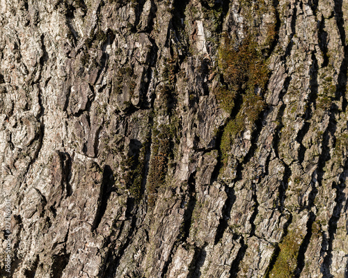 The texture of the bark of a walnut tree, close-up. Tree trunk background, textured image. A healthy stem. Lumber, forestry.