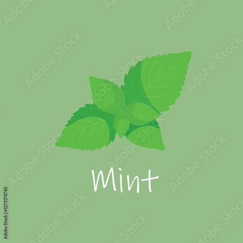 Hand drawn mint leaves isolated on white. Cartoon style vector illustration.