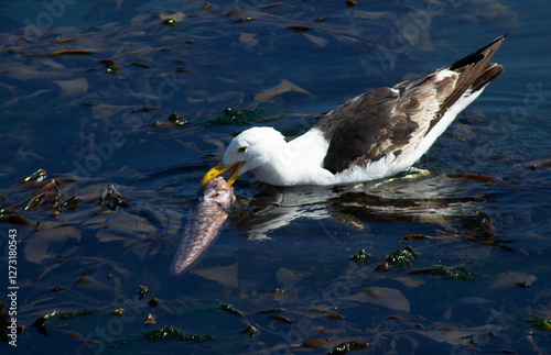 a seagull eating a conger eel on the coast of Chile