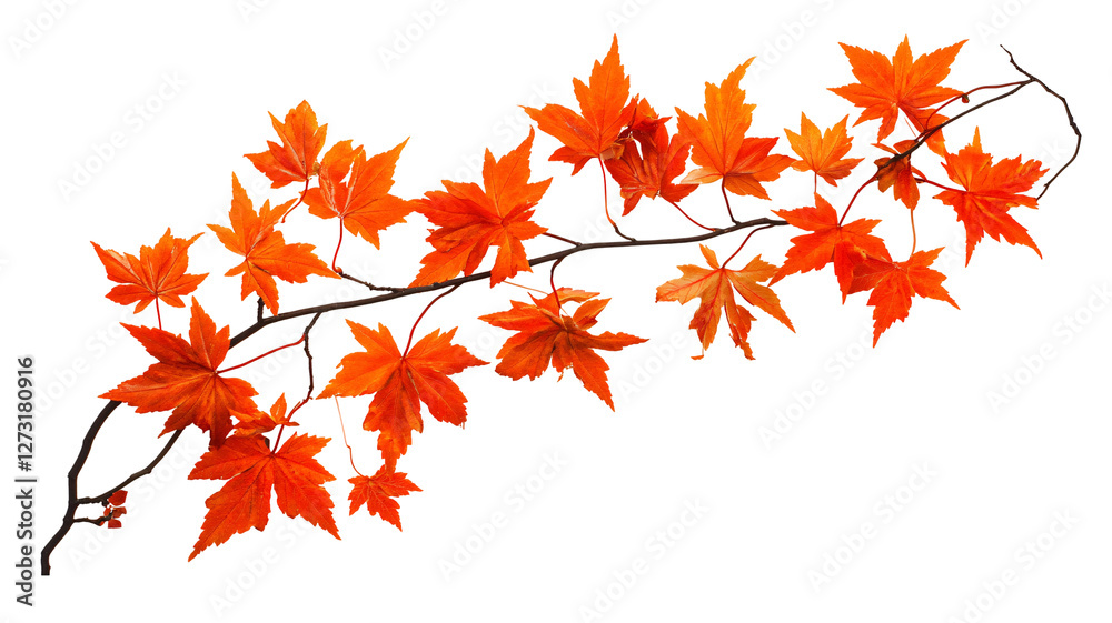 Autumn maple leaves isolated on transparent background. Autumn maple leaves isolated on transparent background.