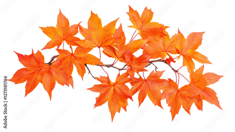 Autumn maple leaves isolated on transparent background. Autumn maple leaves isolated on transparent background.