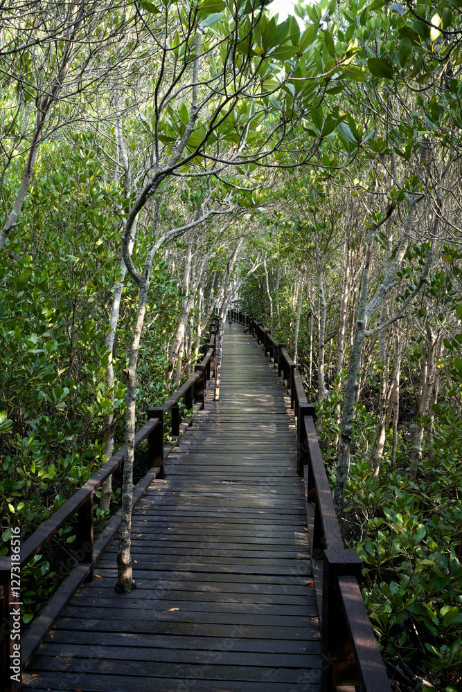 Obraz premium The magic of roots and foliage in Pran Buri National Park