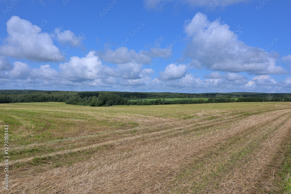landscape with a field with mown grass on the sky background landscape with a field with mown grass on the sky background