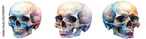 Watercolor skull illustrations, colorful artistic style, anatomical design, educational purposes, creative art display.
