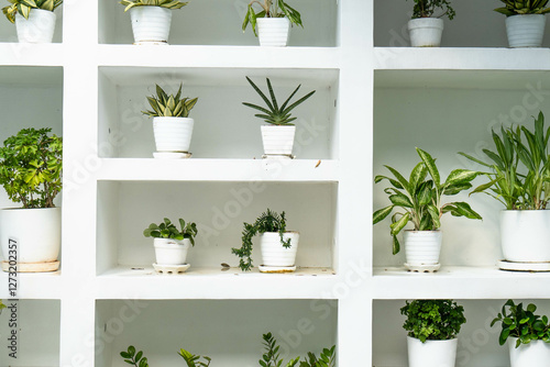 A stylish display of various potted plants adorns white shelving, showcasing their vibrant greens against a bright backdrop, creating a calm and refreshing atmosphere in the room.