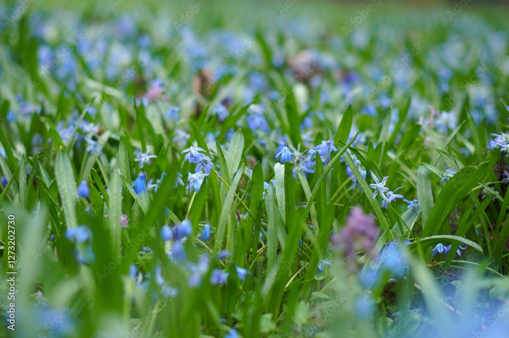 Spring meadow with blue flowers of Siberian squill in the nursery of ornamental plants and the botanical garden Spring meadow with blue flowers of Siberian squill in the nursery of ornamental plants and the botanical garden
