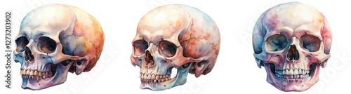 Watercolor skull illustrations, detailed anatomical features, artistic style, educational purpose, medical illustration.