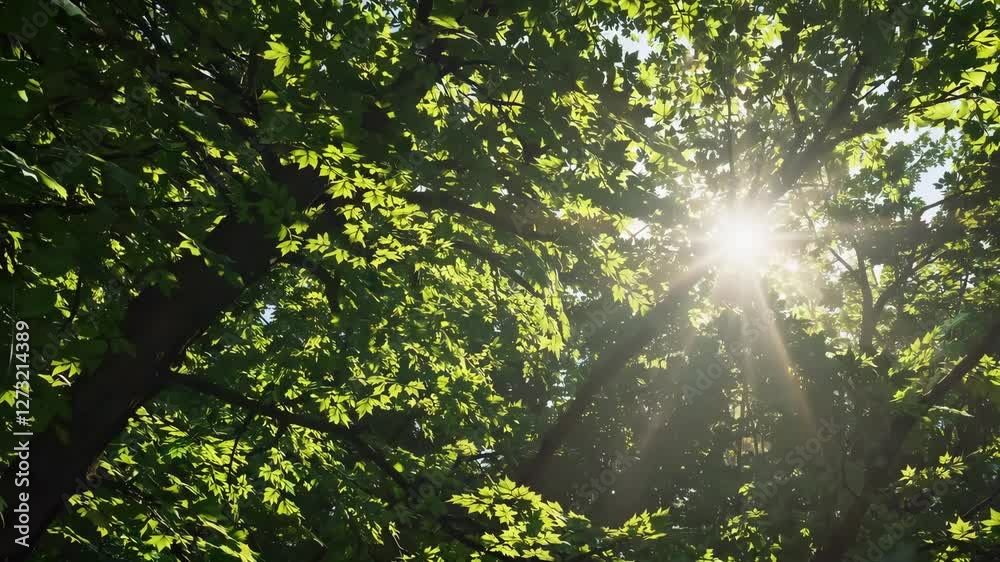 The Sunlight Shining Through Trees The Sunlight Shining Through Trees